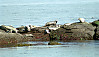 Harbor Seal